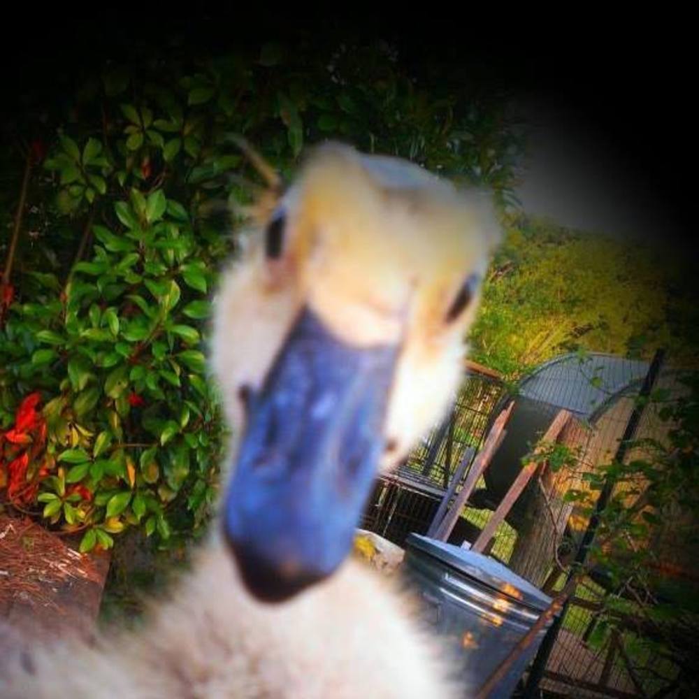 Meet your Posher, Angie